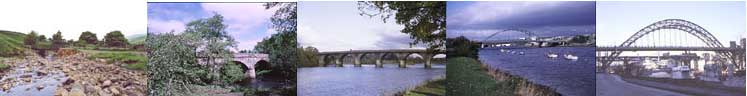 Some of the Bridges On The Tyne
