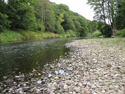 The Wear near Low Butterby