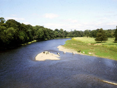 View east from Coldstream Bridge