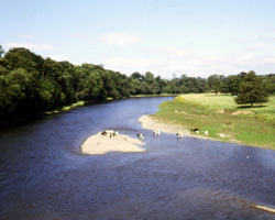 Coldstream Bridge - cattle on island east of bridge in 1980s