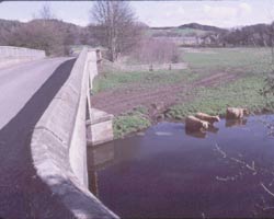 Cattle in the Derwent below Lintzford old bridge