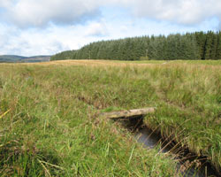 Another pole across North Tyne upstream from Railway Bridge One