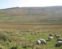 Near source of the River Tweed